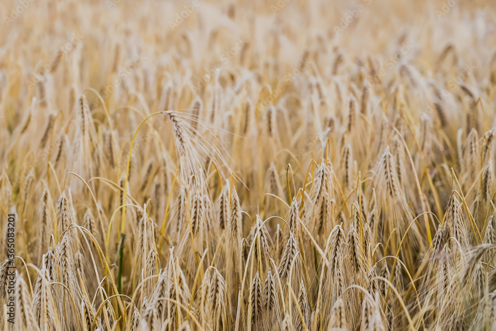 Scenic landscape with wheat field, agriculture, close up Scenic landscape with wheat field, agriculture, close up