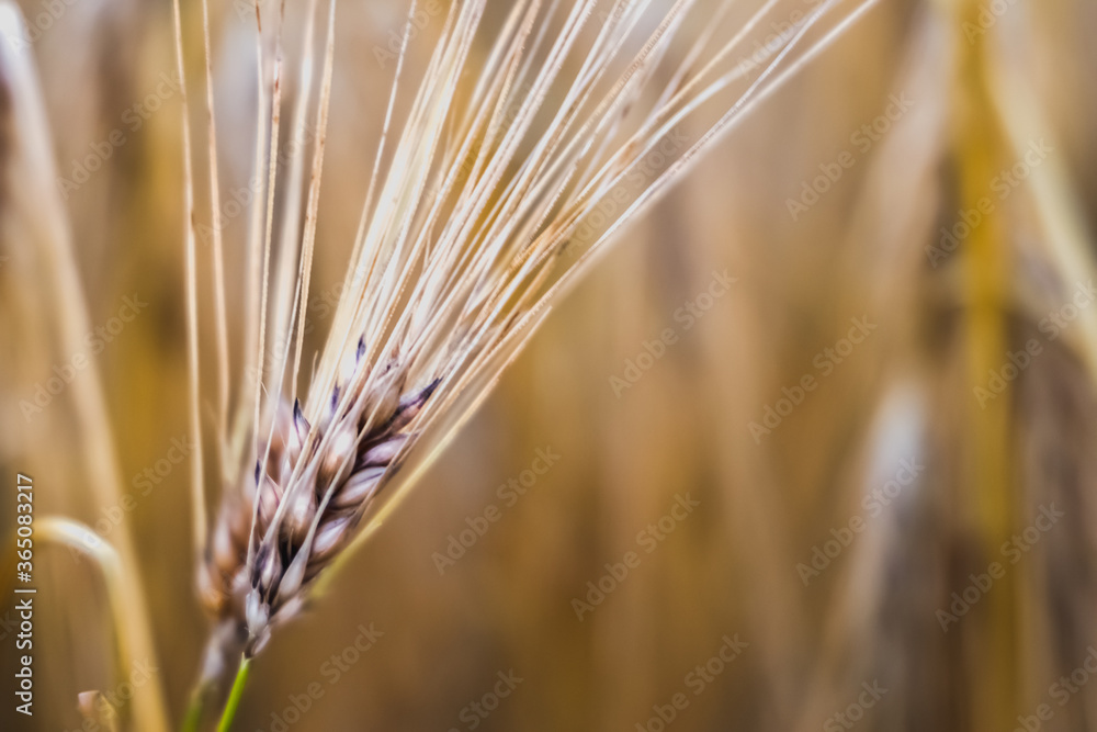 Scenic landscape spikelet of wheat on field background in summer, agriculture, close up spikelet