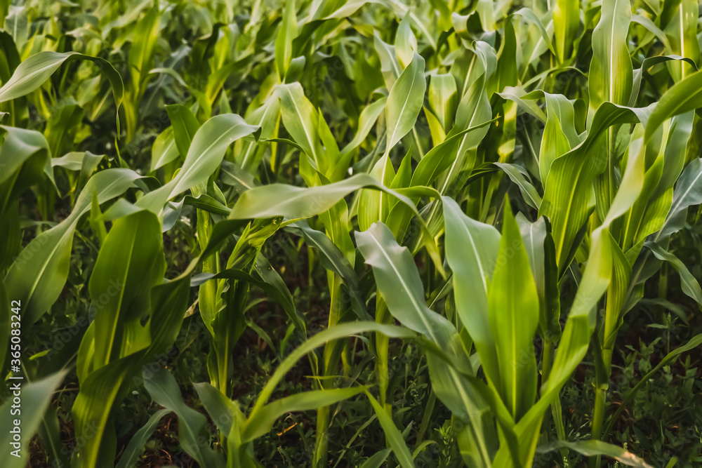 Green corn field in the summer evening, agricultural plants field Green corn field in the summer evening, agricultural plants field