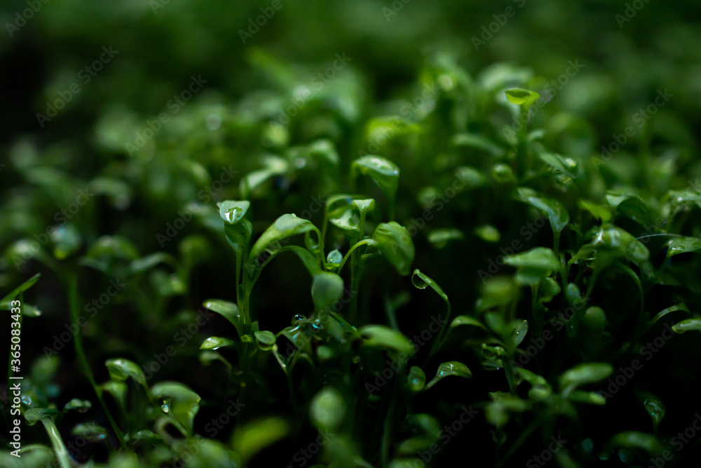 close up of a small green plant close up of a small green plant