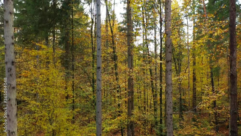 Vertical drone shot of colourful autumn season trees. Beautiful fall seasonal leaves. Vertical drone shot of colourful autumn season trees. Beautiful fall seasonal leaves.