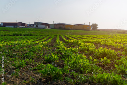 Peanut plantation fields with tree bush and a cloudy blue sky in the background