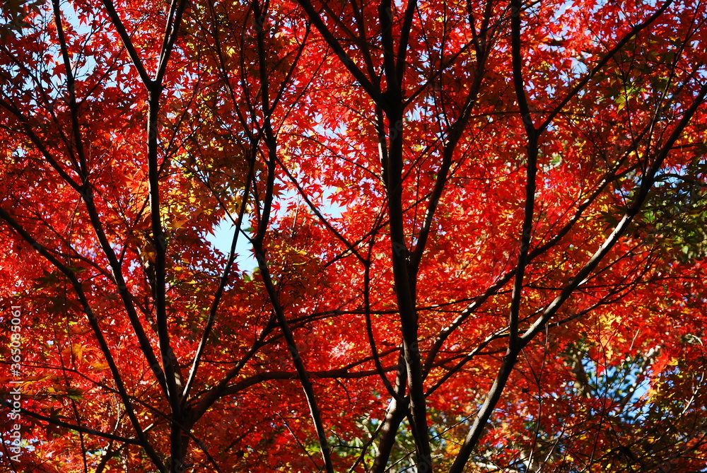 紅葉 紅葉