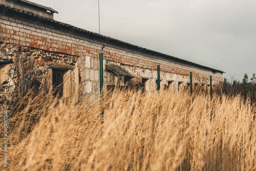 Old, abandoned cattle farm from mansion times in Kaleši, Latvia, surrounded by bent-grass. Old, abandoned cattle farm from mansion times in Kaleši, Latvia, surrounded by bent-grass.