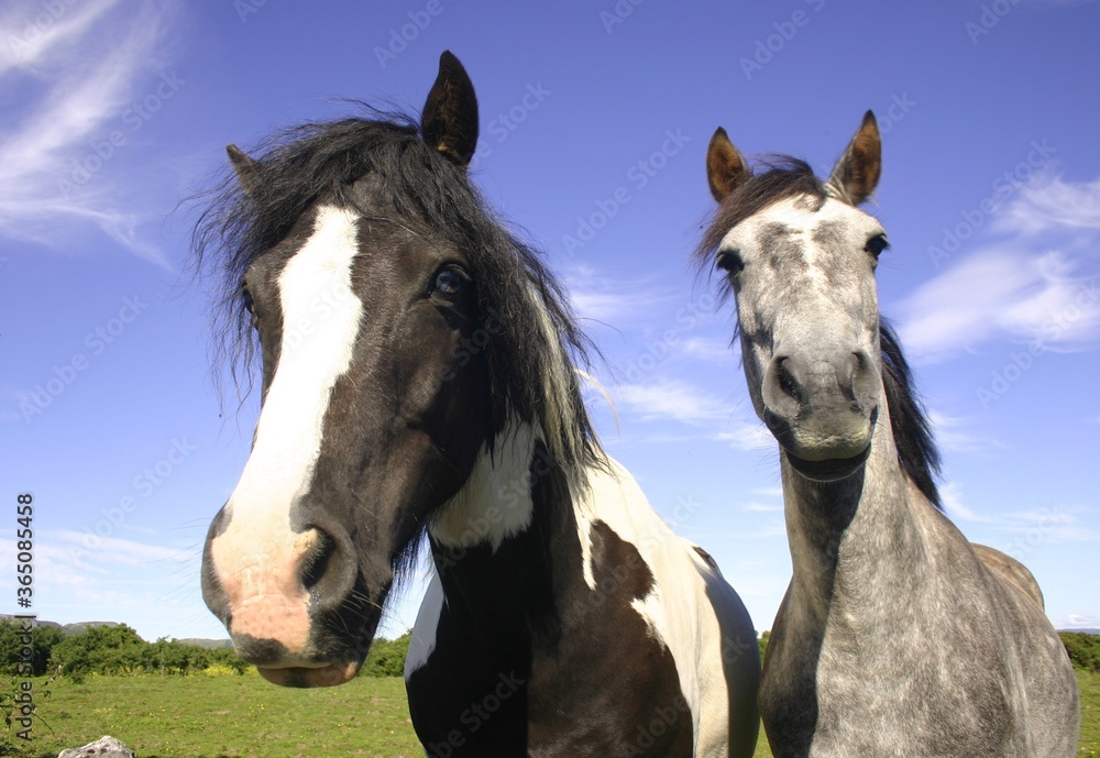 Obraz premium Two horses against up close against backdrop of blue sky with clouds