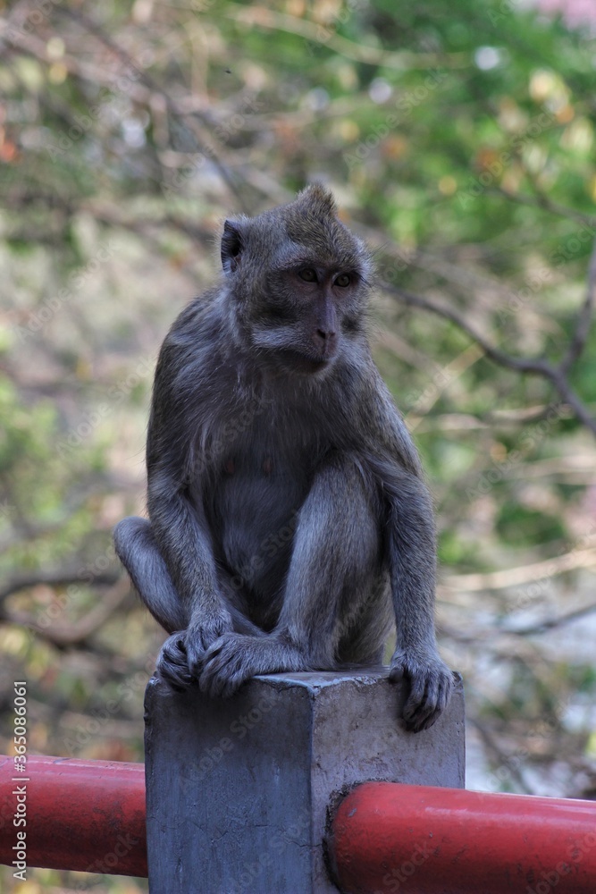 curious monkey