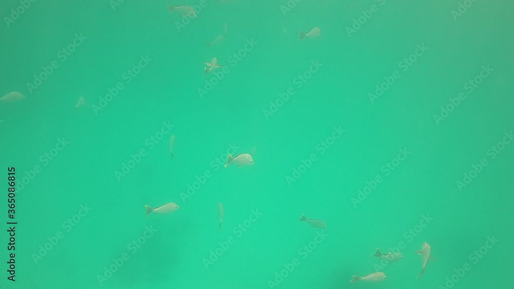 Poissons de lagon à Rangiroa, Polynésie française Poissons de lagon à Rangiroa, Polynésie française