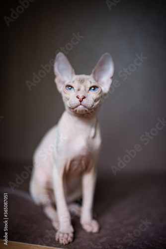 Sphinx  cat  blue eyed  bald  White background  © Дария