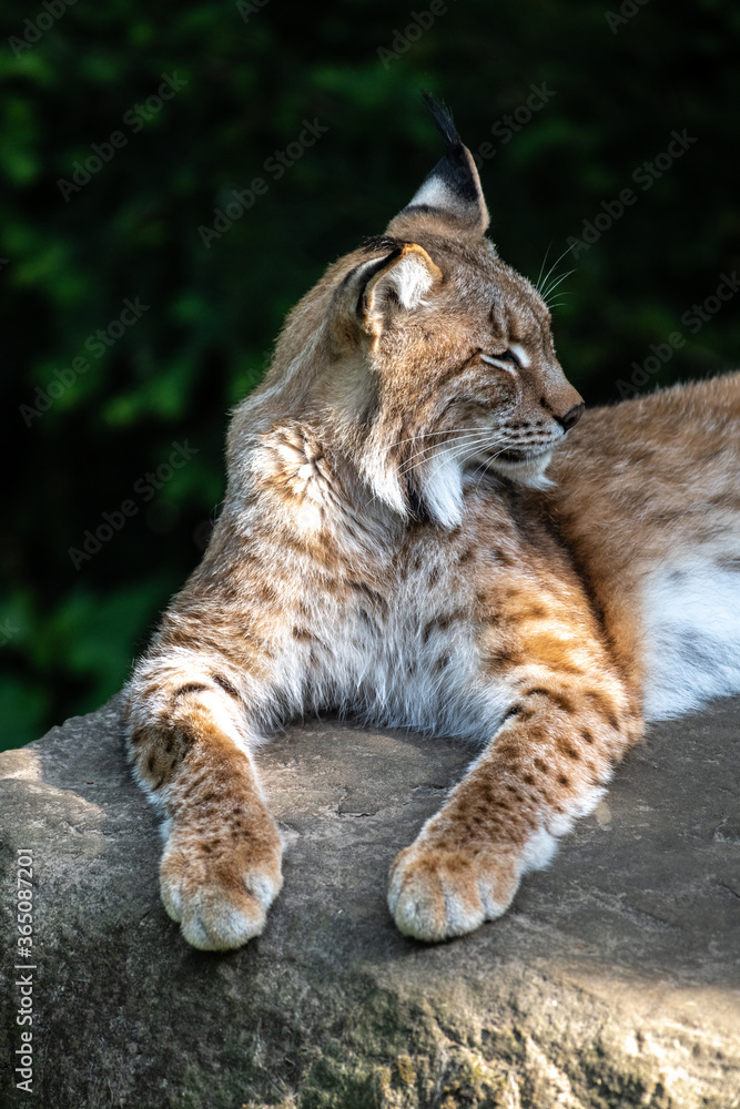 Obraz premium Eurasian Lynx (Lynx lynx) Portrait