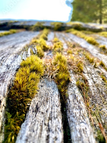 moss on stone