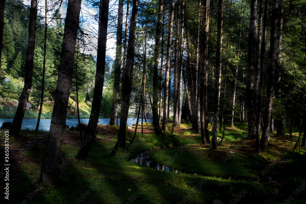 Fototapeta premium Forest inside the green valley tree view with copy space for your text
