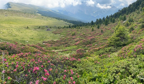 field of flowers