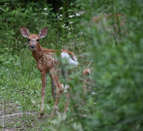 white tailed deer