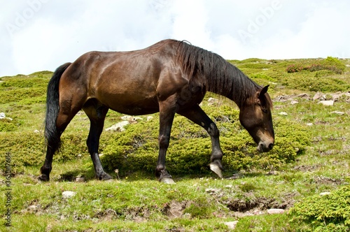 horse and foal