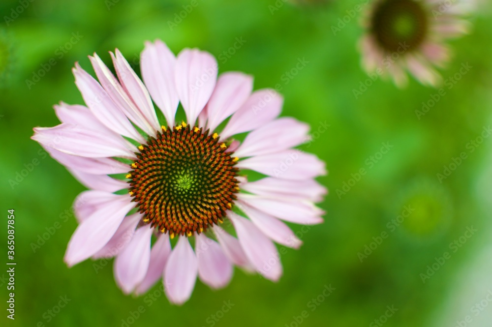 Obraz premium pink daisy flower