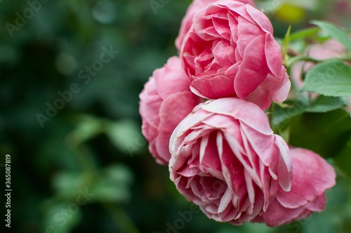 pink rose in garden