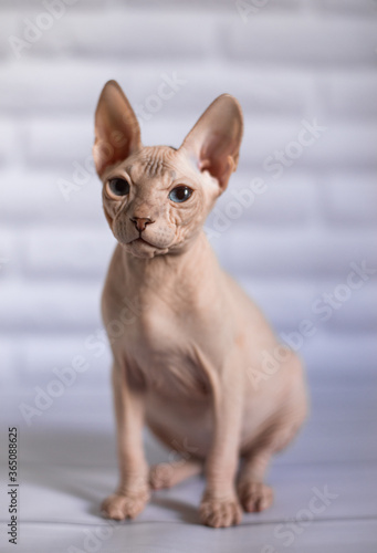 Sphinx  cat  blue eyed  bald  sitting on the window  home plants  pest 