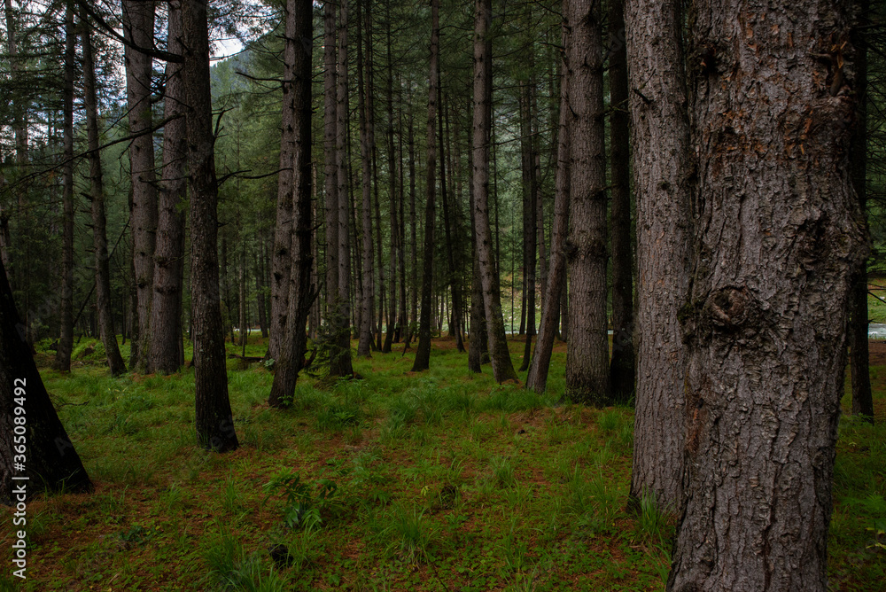 Photo of forest inside the green valley nature view with copy space for your text Photo of forest inside the green valley nature view with copy space for your text