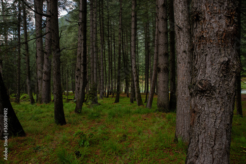 Photo of forest inside the green valley nature view with copy space for your text