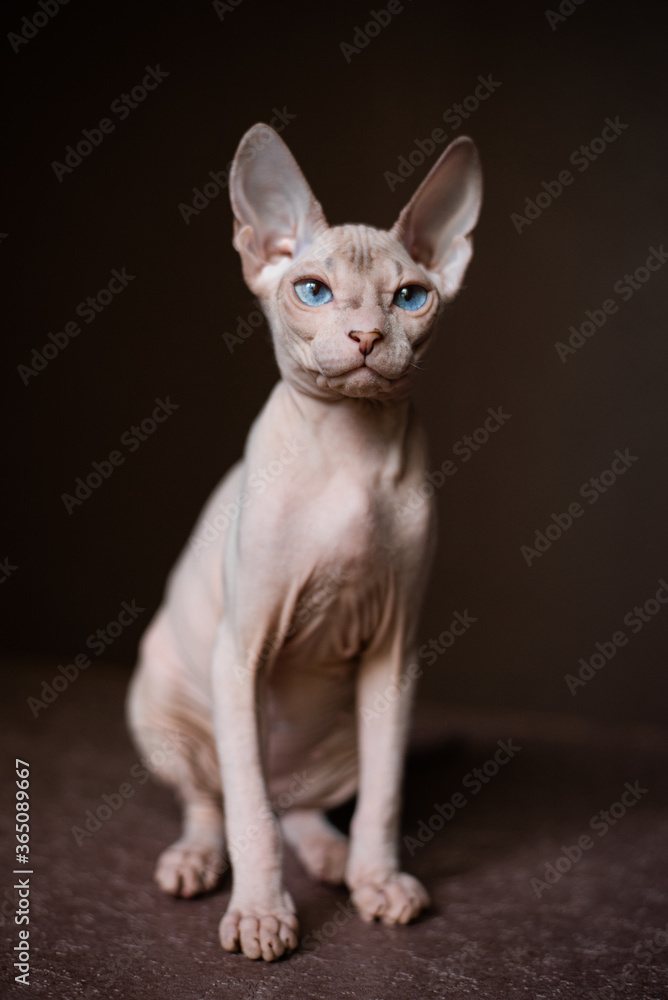 Sphinx; cat; blue eyed; bald; White background;