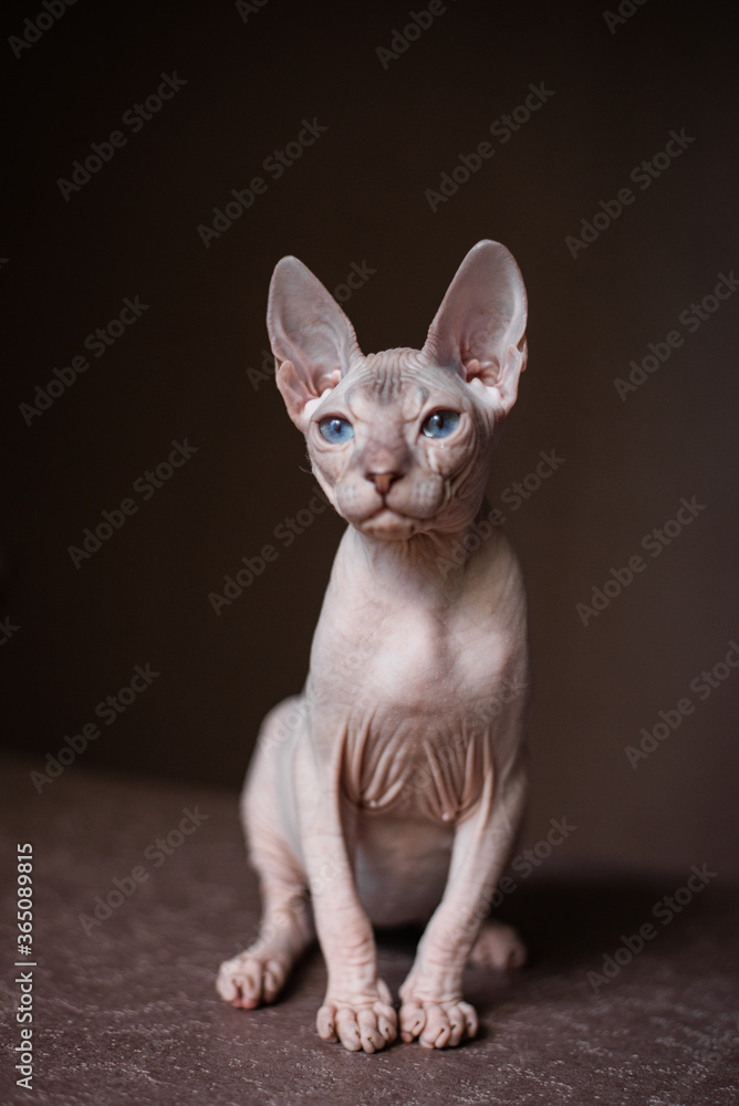 Sphinx; cat; blue eyed; bald; White background;