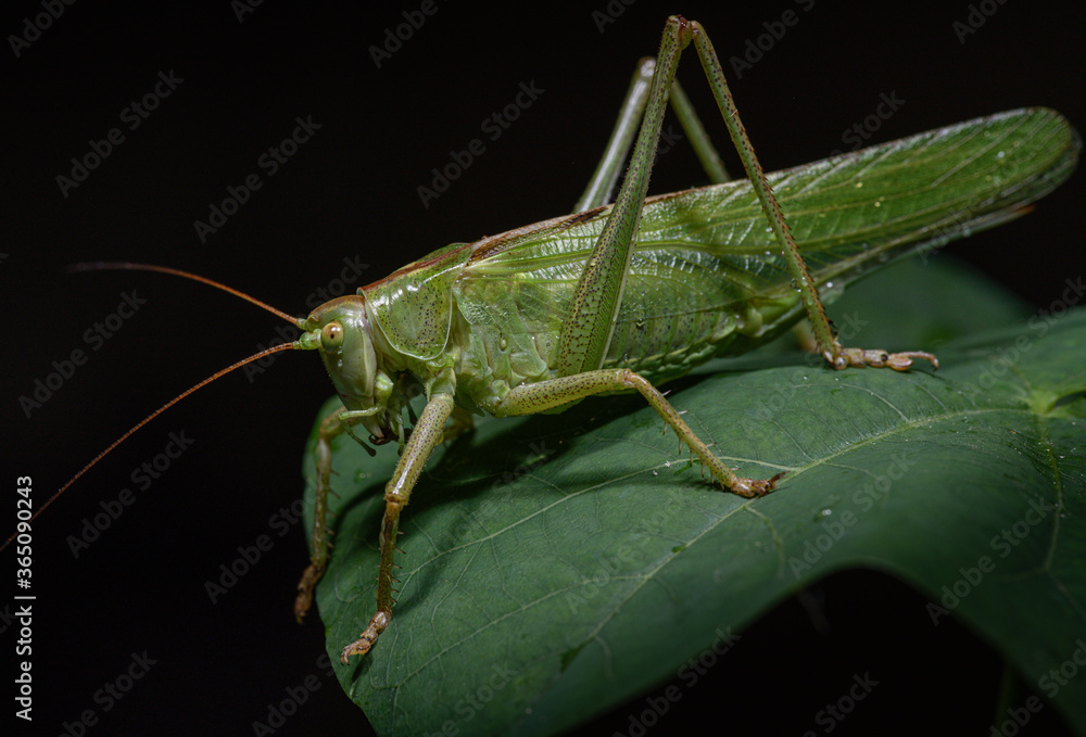 Green grasshopper on a leaf (Tettigonia viridissima) Green grasshopper on a leaf (Tettigonia viridissima)