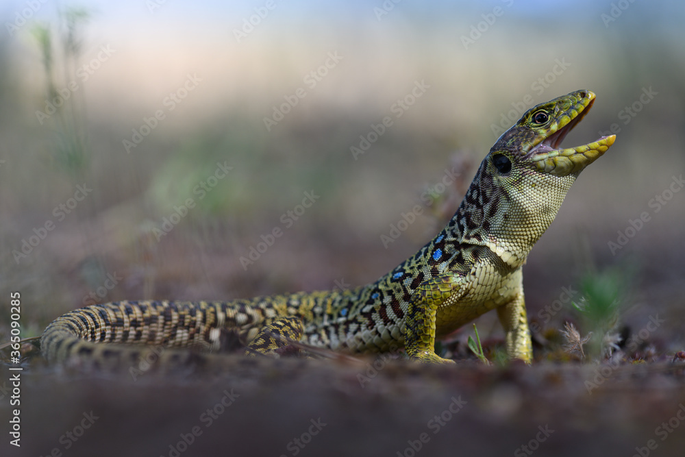 Obraz premium Jewelled lizard (Timon lepidus) close up