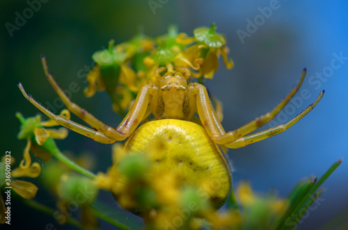 Yellow crab spider (Thomisus onustus)