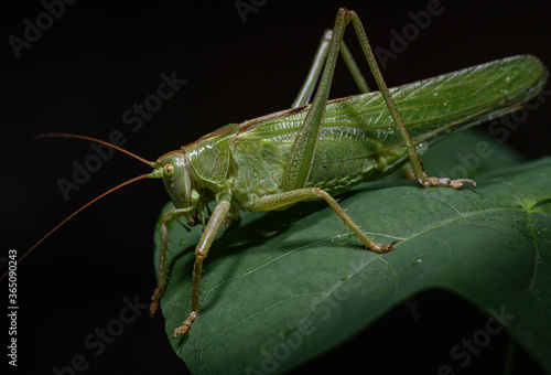 Green grasshopper on a leaf (Tettigonia viridissima)