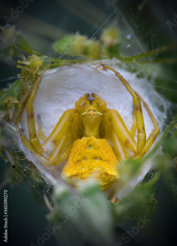Yellow crab spider (Thomisus onustus)