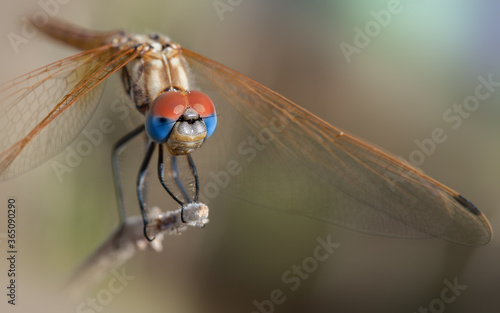 Close up of a dragonfly (Trithemis annulata) African Dragonfly © Jacobo