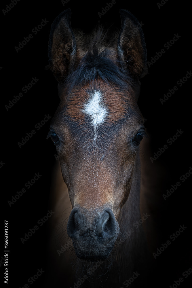 Obraz premium Porträt eines Fohlen mit schwarzen Hintergrund