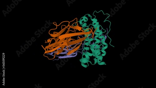 Animated 3D cartoon model of human growth hormone (green) interacting with extracellular domain of its receptor (violet and brown), black background photo