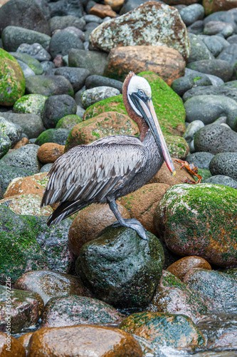 Galapagos Brown Pelican Pelecanus occidentalis urinator Isabela Island Galapagos Islands  photo