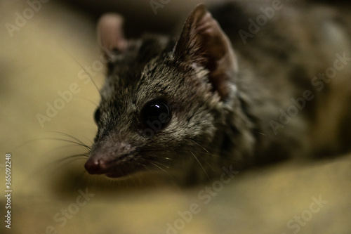 Brush-tailed Marsupial Rat or Kowari (Dasyuroides byrnei)