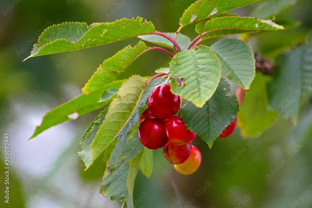 Close up view of bright red berries on a branch