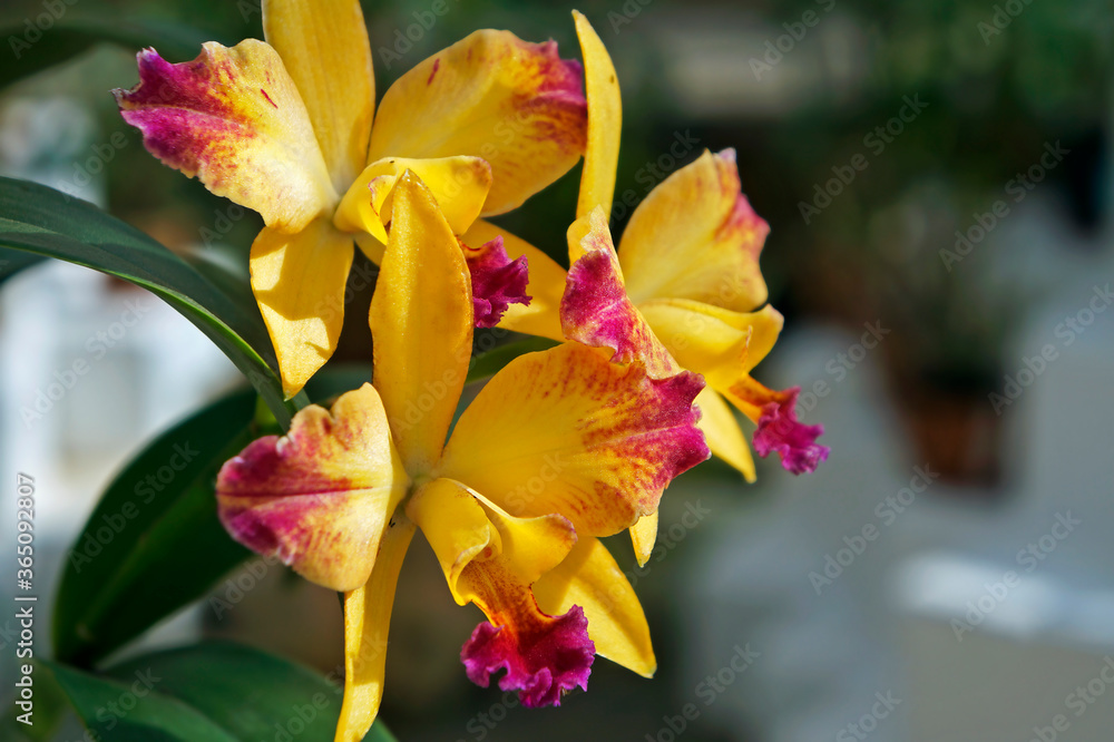 Fototapeta premium Orchids on greenhouse, Rio de Janeiro, Brazil 