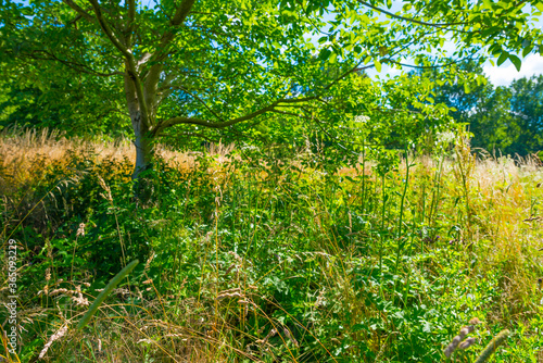 Fototapeta Naklejka Na Ścianę i Meble -  Lush green foliage of trees, yellow grass and wild flowers in a grassy pasture in bright sunlight and shadow on a summer morning, Almere, Flevoland, The Netherlands, July 15, 2020