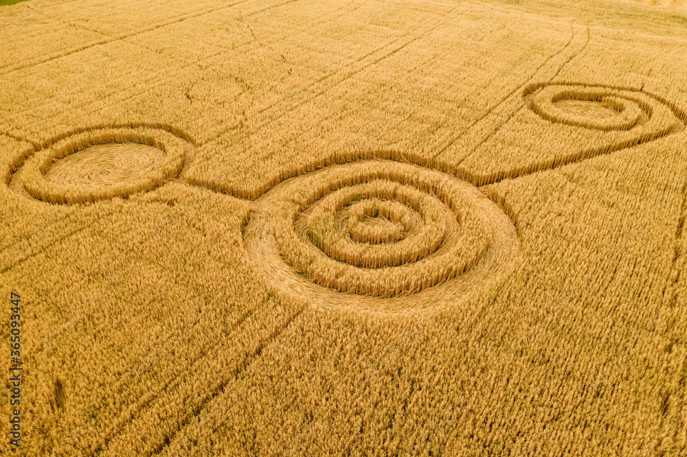 bh Mistillid at tilføje Fake UFO circles on grain crop yellow field, aerial view from drone. Round  geometry shape symbols as alien signs, mystery concept. Stock Photo | Adobe  Stock
