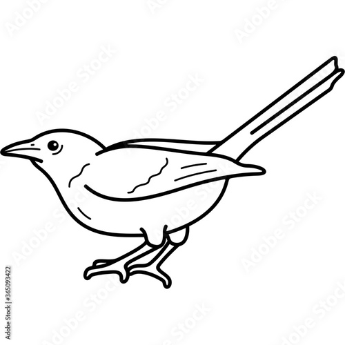 Audubon's Oriole