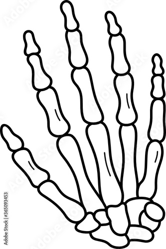Main bones of the human hand