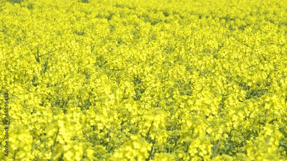 A field of yellow flowers outside the garden A field of yellow flowers outside the garden