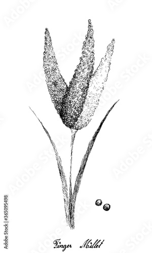 Illustration Hand Drawn Sketch of Ripe Eleusine Coracana or Finger Millets Isolated on White Background.
