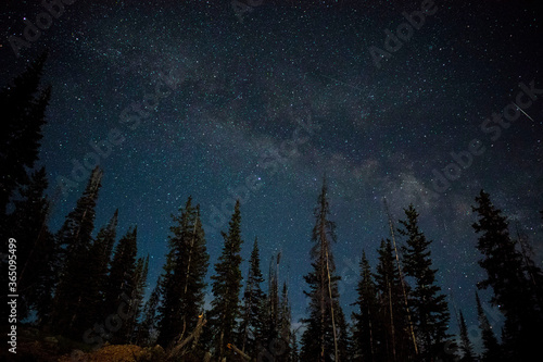 forest in the night sky
