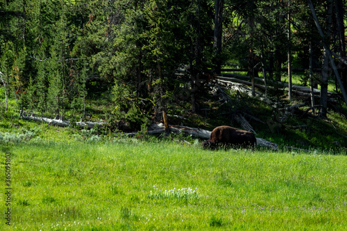 bison at the edge of a meadow