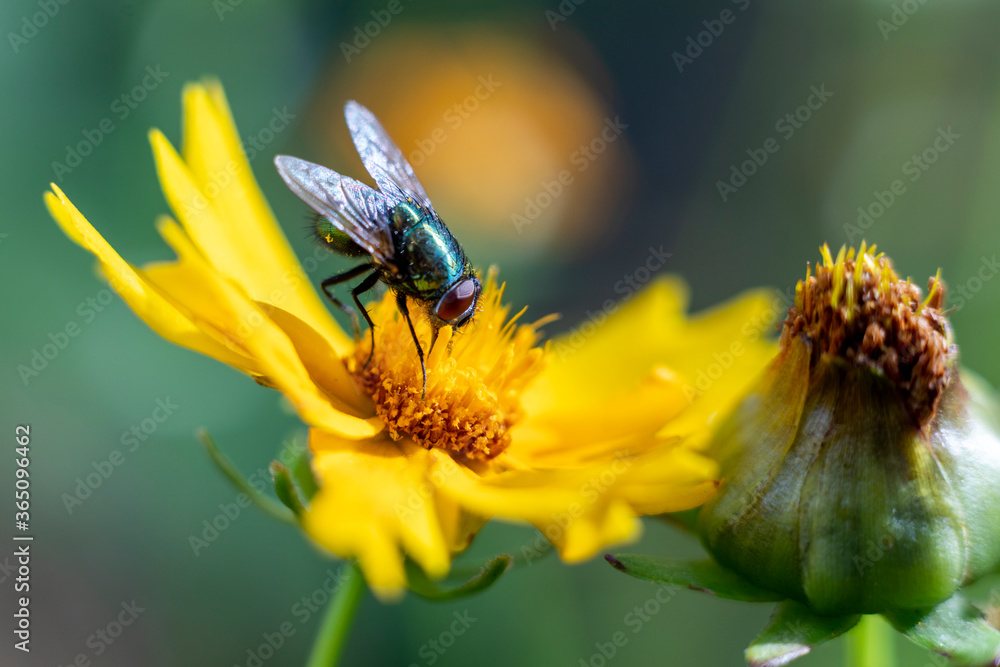 fly on yellow flower close-up fly on yellow flower close-up