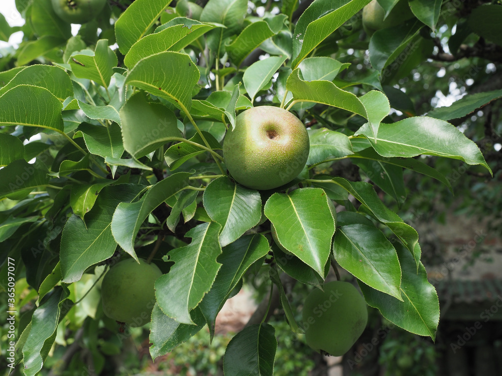 green pear fruit food