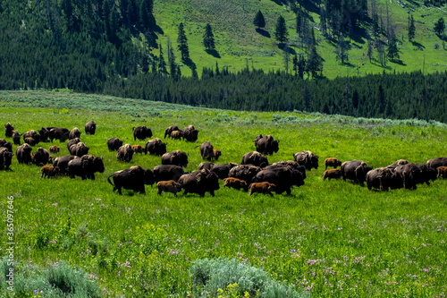 bison in the field