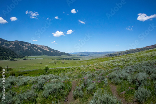 landscape with lavender field