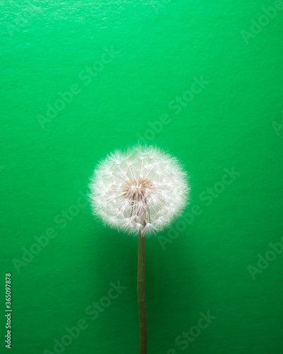 dandelion flower on green background